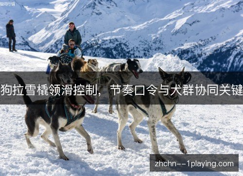 狗拉雪橇领滑控制，节奏口令与犬群协同关键